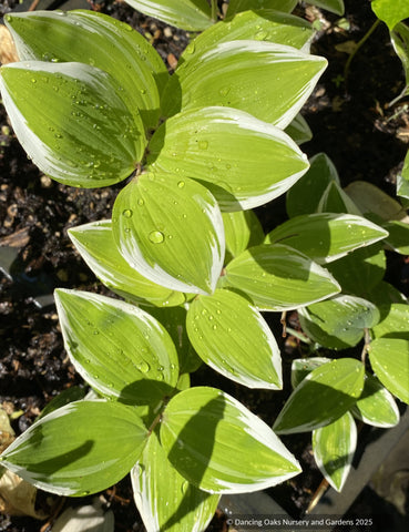 Perennials ~ Polygonatum odoratum 'Carlisle' (syn. 'Angel Wing'), Variegated Soloman's Seal ~ Dancing Oaks Nursery and Gardens ~ Retail Nursery ~ Mail Order Nursery