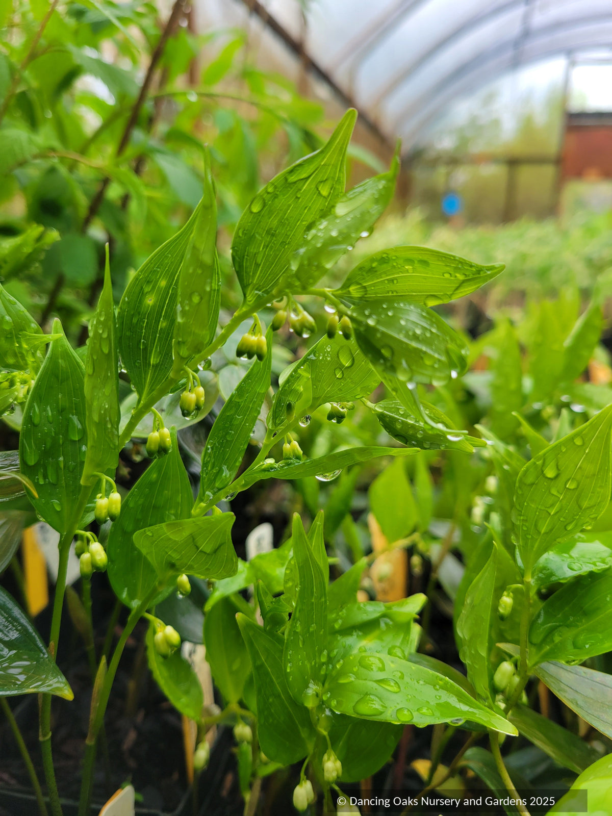 Perennials ~ Polygonatum urceolatum, Solomon's Seal Success ~ Dancing Oaks Nursery and Gardens ~ Retail Nursery ~ Mail Order Nursery