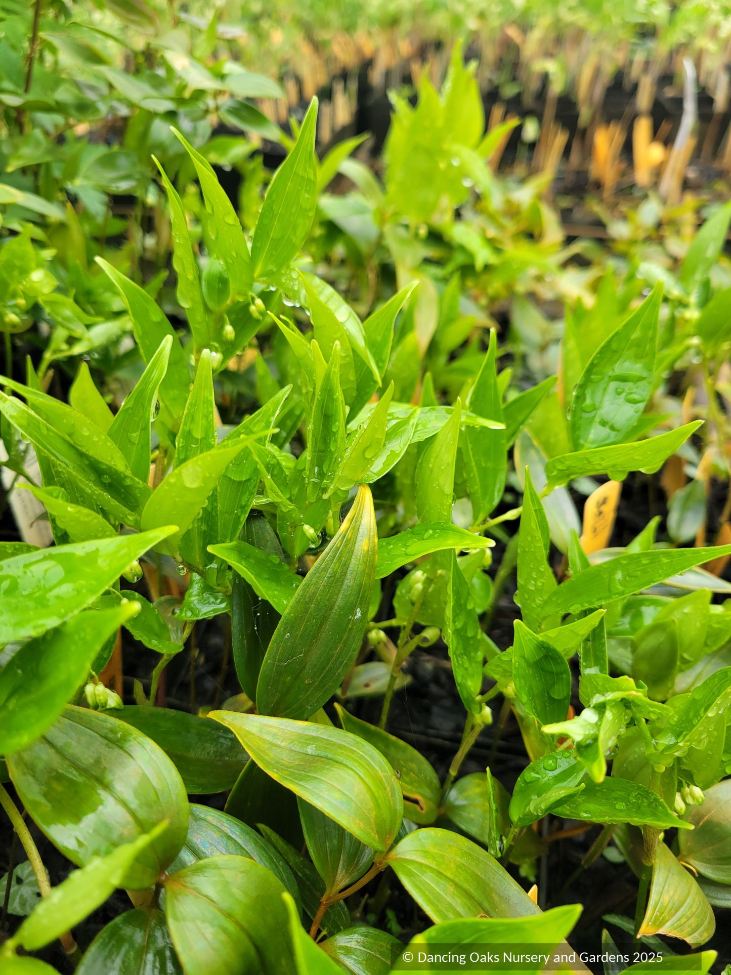 Perennials ~ Polygonatum urceolatum, Solomon's Seal Success ~ Dancing Oaks Nursery and Gardens ~ Retail Nursery ~ Mail Order Nursery
