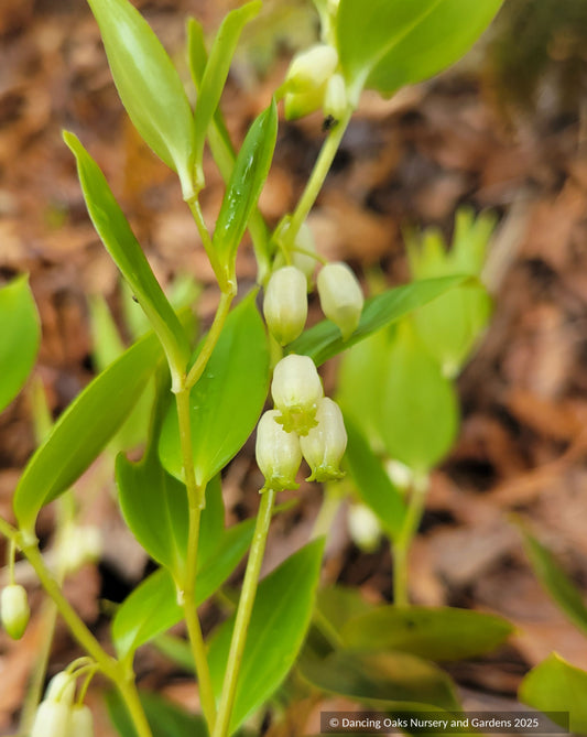 Perennials ~ Polygonatum urceolatum, Solomon's Seal Success ~ Dancing Oaks Nursery and Gardens ~ Retail Nursery ~ Mail Order Nursery