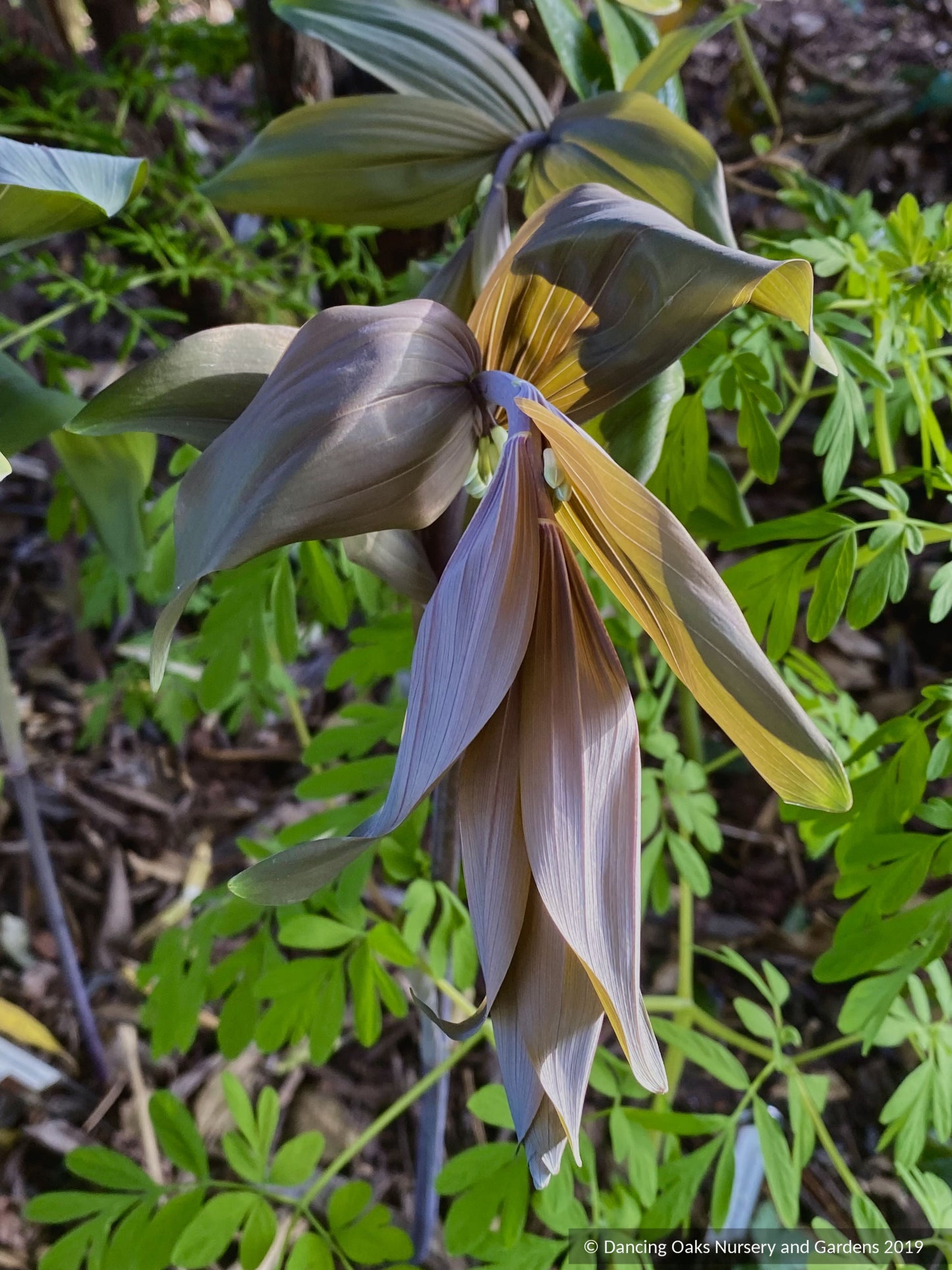 Perennials ~ Polygonatum x hybridum 'Betberg', Solomon's Seal ~ Dancing Oaks Nursery and Gardens ~ Retail Nursery ~ Mail Order Nursery