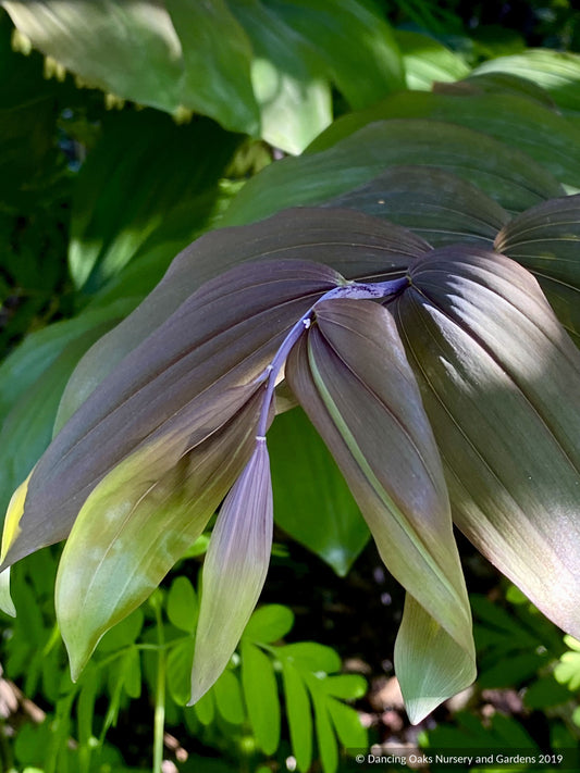 Perennials ~ Polygonatum x hybridum 'Betberg', Solomon's Seal ~ Dancing Oaks Nursery and Gardens ~ Retail Nursery ~ Mail Order Nursery