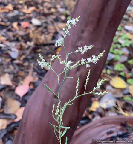 Perennials ~ Polygonella polygama, October Flower ~ Dancing Oaks Nursery and Gardens ~ Retail Nursery ~ Mail Order Nursery