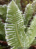 Ferns ~ Polystichum munitum, Western Sword Fern ~ Dancing Oaks Nursery and Gardens ~ Retail Nursery ~ Mail Order Nursery