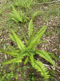 Polystichum munitum, Western Sword Fern