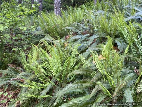 Ferns ~ Polystichum munitum, Western Sword Fern ~ Dancing Oaks Nursery and Gardens ~ Retail Nursery ~ Mail Order Nursery