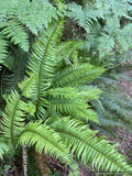 Ferns ~ Polystichum munitum, Western Sword Fern ~ Dancing Oaks Nursery and Gardens ~ Retail Nursery ~ Mail Order Nursery