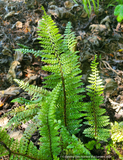 Ferns ~ Polystichum setiferum 'Divisilobum', Divided Soft Shield Fern ~ Dancing Oaks Nursery and Gardens ~ Retail Nursery ~ Mail Order Nursery