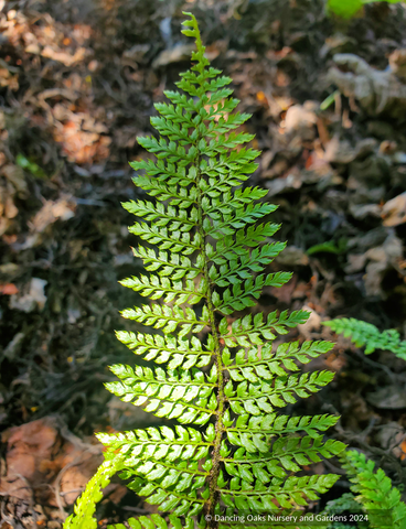 Ferns ~ Polystichum setiferum 'Divisilobum', Divided Soft Shield Fern ~ Dancing Oaks Nursery and Gardens ~ Retail Nursery ~ Mail Order Nursery