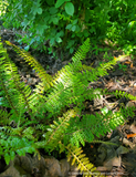 Ferns ~ Polystichum setiferum 'Divisilobum', Divided Soft Shield Fern ~ Dancing Oaks Nursery and Gardens ~ Retail Nursery ~ Mail Order Nursery