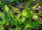 Ferns ~ Polystichum setiferum 'Divisilobum', Divided Soft Shield Fern ~ Dancing Oaks Nursery and Gardens ~ Retail Nursery ~ Mail Order Nursery