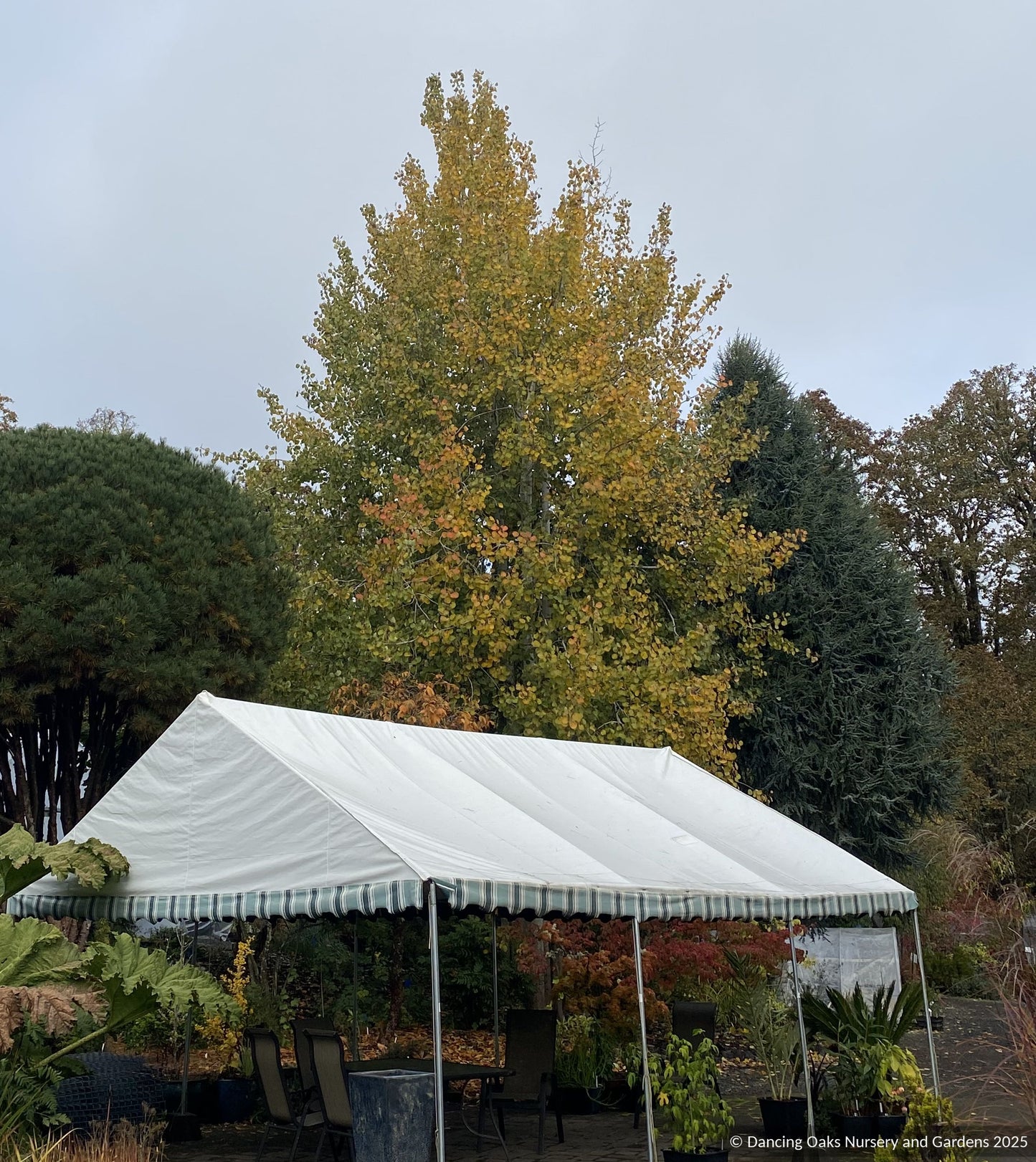 Trees ~ Populus tremuloides (local population), Quaking Aspen ~ Dancing Oaks Nursery and Gardens ~ Retail Nursery ~ Mail Order Nursery