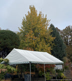 Trees ~ Populus tremuloides (local population), Quaking Aspen ~ Dancing Oaks Nursery and Gardens ~ Retail Nursery ~ Mail Order Nursery