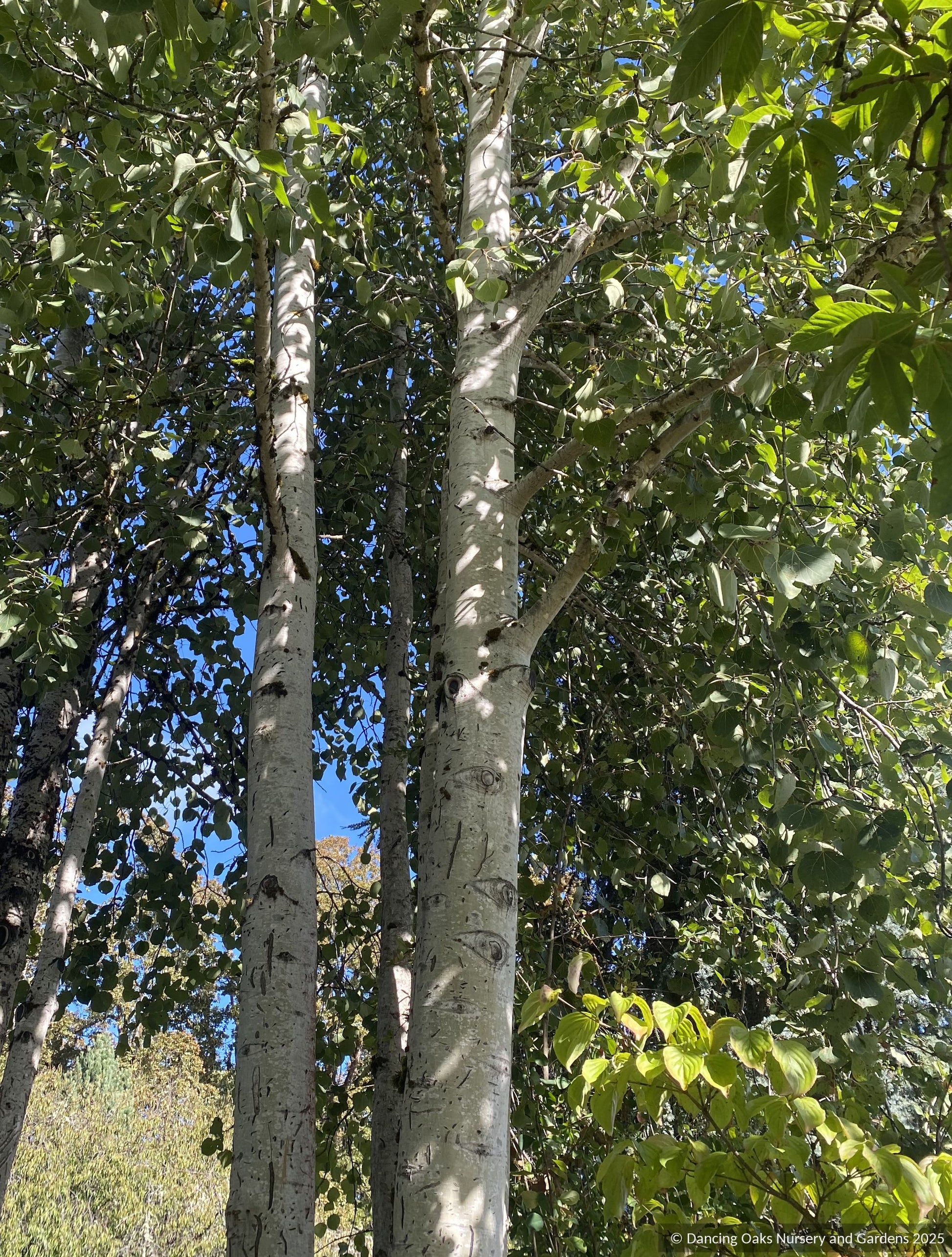 Trees ~ Populus tremuloides (local population), Quaking Aspen ~ Dancing Oaks Nursery and Gardens ~ Retail Nursery ~ Mail Order Nursery