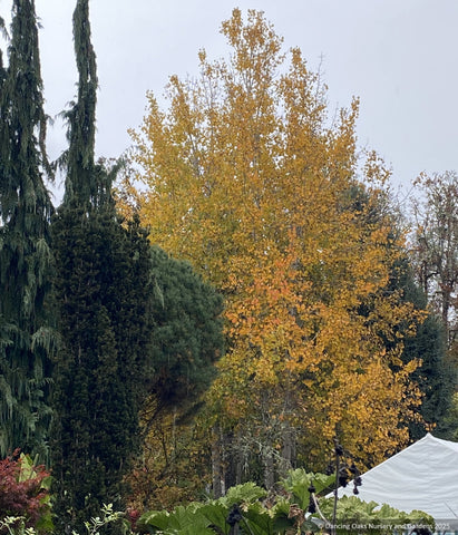 Trees ~ Populus tremuloides (local population), Quaking Aspen ~ Dancing Oaks Nursery and Gardens ~ Retail Nursery ~ Mail Order Nursery