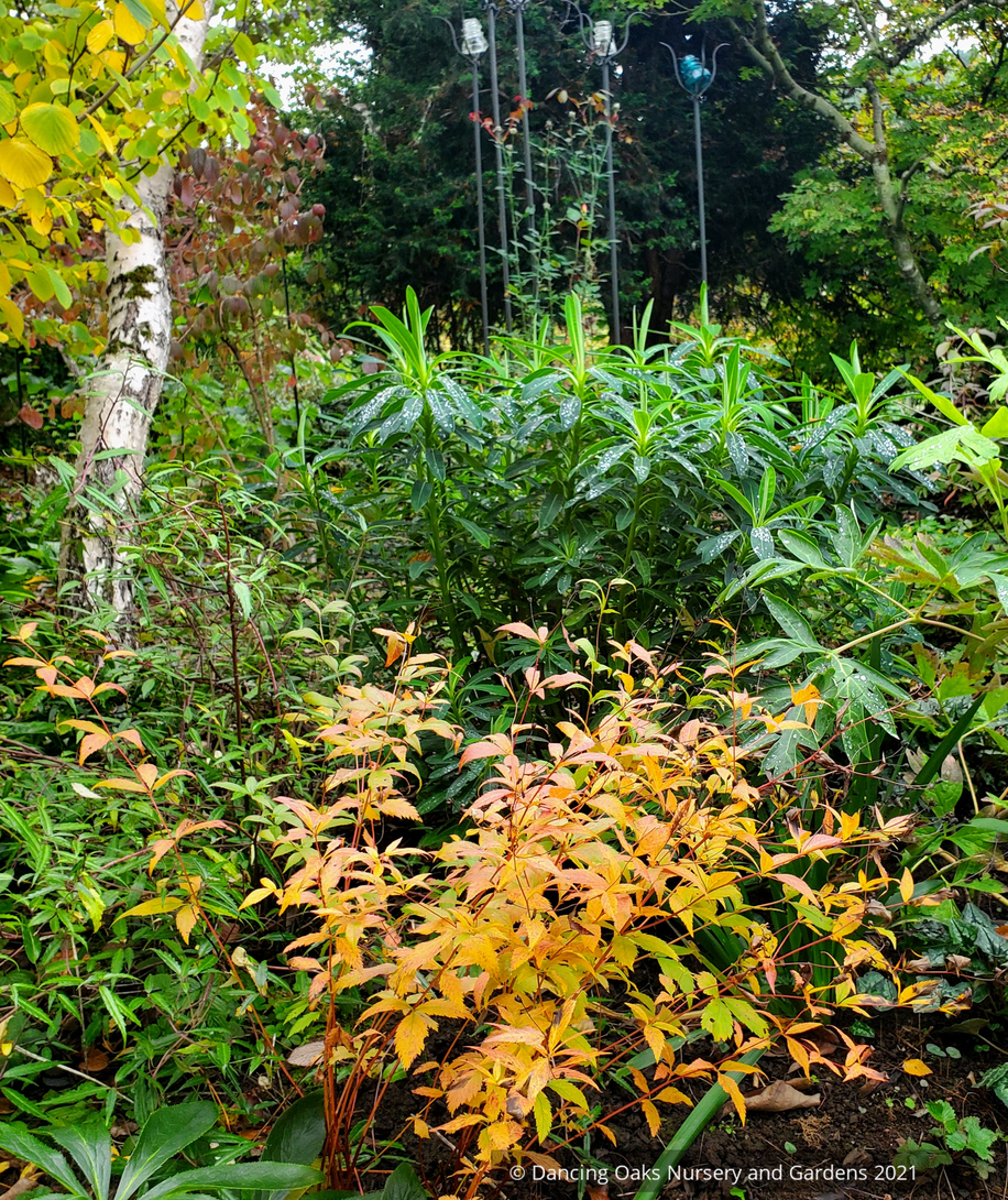 Perennials ~ Porteranthus trifoliatus (syn. Gillenia trifoliata), Bowman's Root ~ Dancing Oaks Nursery and Gardens ~ Retail Nursery ~ Mail Order Nursery