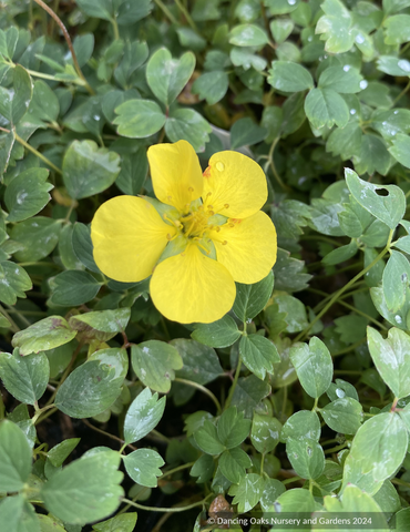 Perennials ~ Potentilla eriocarpa, Woolly-Fruit Cinquefoil ~ Dancing Oaks Nursery and Gardens ~ Retail Nursery ~ Mail Order Nursery