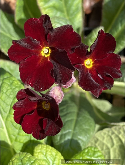 Perennials ~ Primula polyanthus 'Garnet Cowichan', Primrose ~ Dancing Oaks Nursery and Gardens ~ Retail Nursery ~ Mail Order Nursery