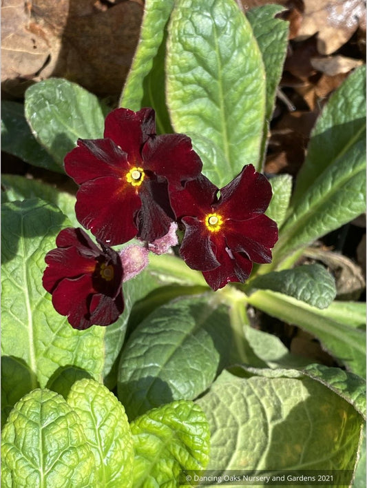 Perennials ~ Primula polyanthus 'Garnet Cowichan', Primrose ~ Dancing Oaks Nursery and Gardens ~ Retail Nursery ~ Mail Order Nursery