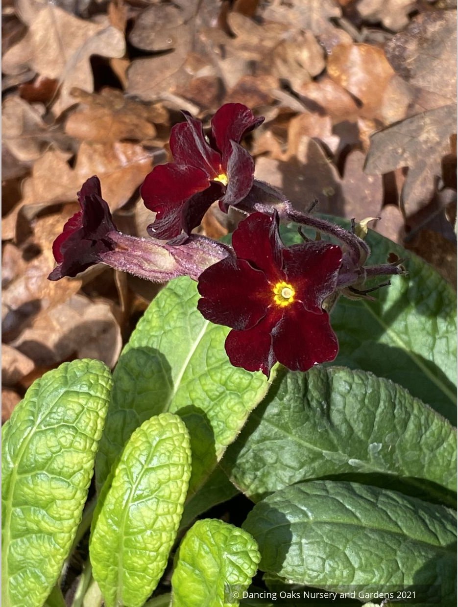 Perennials ~ Primula polyanthus 'Garnet Cowichan', Primrose ~ Dancing Oaks Nursery and Gardens ~ Retail Nursery ~ Mail Order Nursery
