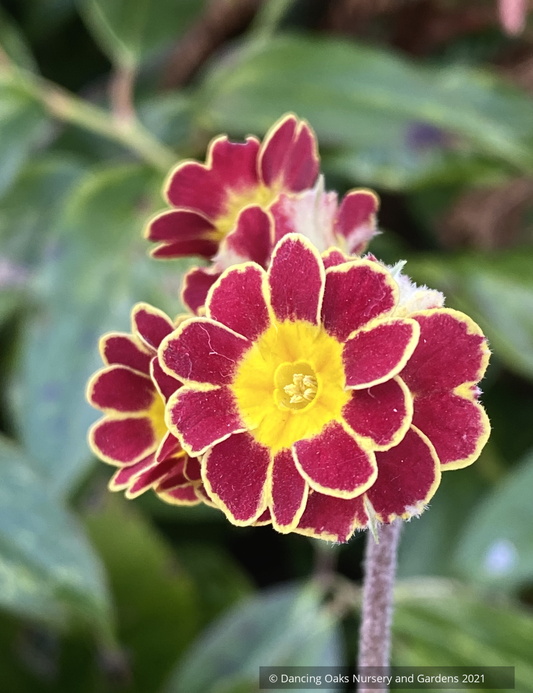 Primula x polyanthus 'Gold Lace Hose-in-Hose', Hose-in-hose Primrose