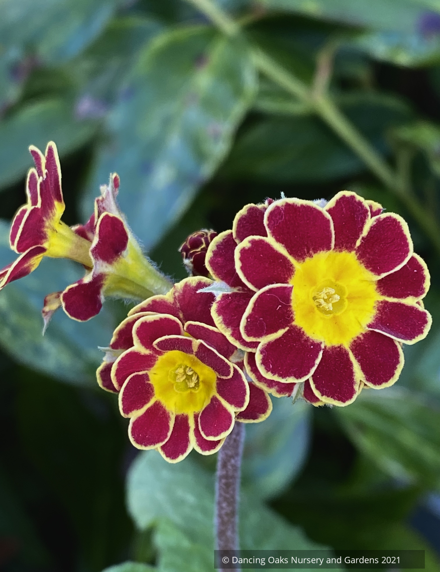 Primula x polyanthus 'Gold Lace Hose-in-Hose', Hose-in-hose Primrose