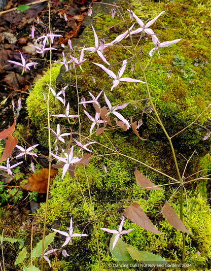Epimedium fargesii 'Pink Constellation', Barrenwort
