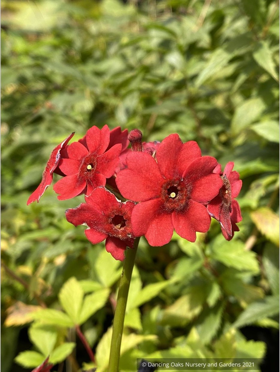 Perennials ~ Primula japonica 'Miller's Crimson', Japanese Primrose ~ Dancing Oaks Nursery and Gardens ~ Retail Nursery ~ Mail Order Nursery