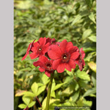 Primula japonica 'Miller's Crimson', Japanese Primrose