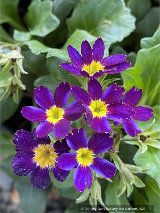 Perennials ~ Primula 'Oakleaf Blue', Primrose ~ Dancing Oaks Nursery and Gardens ~ Retail Nursery ~ Mail Order Nursery