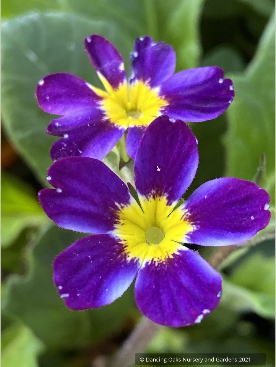 Perennials ~ Primula 'Oakleaf Blue', Primrose ~ Dancing Oaks Nursery and Gardens ~ Retail Nursery ~ Mail Order Nursery