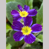 Perennials ~ Primula 'Oakleaf Blue', Primrose ~ Dancing Oaks Nursery and Gardens ~ Retail Nursery ~ Mail Order Nursery