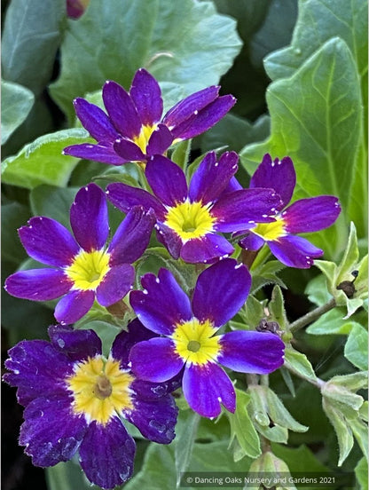 Perennials ~ Primula 'Oakleaf Blue', Primrose ~ Dancing Oaks Nursery and Gardens ~ Retail Nursery ~ Mail Order Nursery