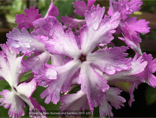 Perennials ~ Primula sieboldii 'Hoshi', Japanese Primrose ~ Dancing Oaks Nursery and Gardens ~ Retail Nursery ~ Mail Order Nursery