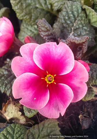 Perennials ~ Primula 'Wanda with Pink Eye', Primrose ~ Dancing Oaks Nursery and Gardens ~ Retail Nursery ~ Mail Order Nursery