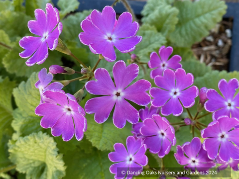 Primula sieboldii 'Ekiji-no-suzu', Japanese Primrose