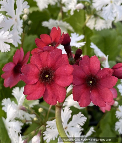 Perennials ~ Primula japonica 'Miller's Crimson', Japanese Primrose ~ Dancing Oaks Nursery and Gardens ~ Retail Nursery ~ Mail Order Nursery
