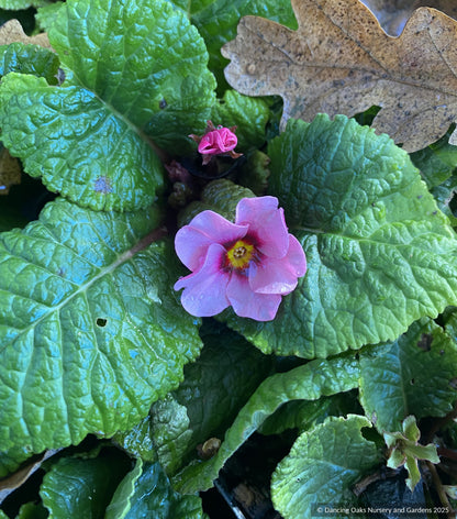 Perennials ~ Primula 'Wanda with Pink Eye', Primrose ~ Dancing Oaks Nursery and Gardens ~ Retail Nursery ~ Mail Order Nursery