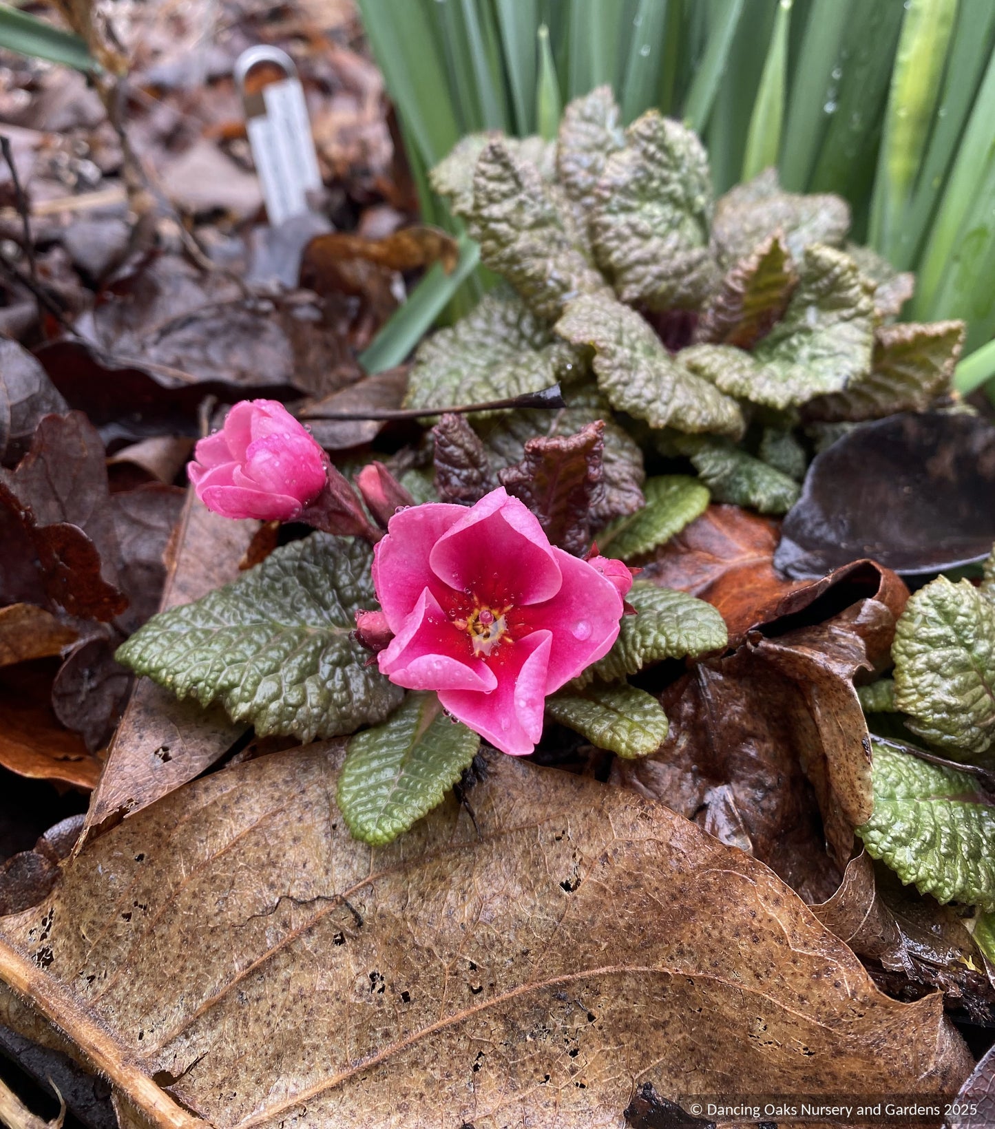 Perennials ~ Primula 'Wanda with Pink Eye', Primrose ~ Dancing Oaks Nursery and Gardens ~ Retail Nursery ~ Mail Order Nursery