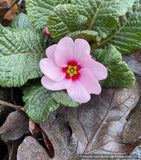 Perennials ~ Primula 'Wanda with Pink Eye', Primrose ~ Dancing Oaks Nursery and Gardens ~ Retail Nursery ~ Mail Order Nursery