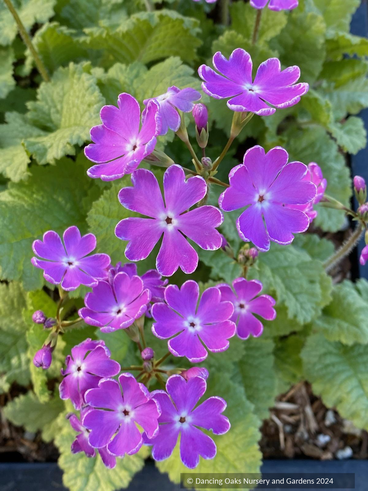 Perennials ~ Primula 'Ekiji-no-suzu', Evergreen Primrose ~ Dancing Oaks Nursery and Gardens ~ Retail Nursery ~ Mail Order Nursery