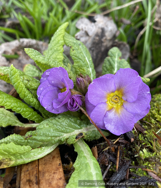 Perennials ~ Primula polyanthus 'Muted Victorians', Primrose~ Dancing Oaks Nursery and Gardens ~ Retail Nursery ~ Mail Order Nursery