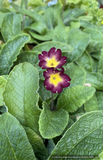 Perennials ~ Primula polyanthus 'Smokey Dusk', Primrose ~ Dancing Oaks Nursery and Gardens ~ Retail Nursery ~ Mail Order Nursery