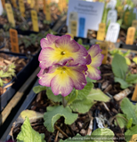 Perennials ~ Primula polyanthus 'Smokey Dusk', Primrose ~ Dancing Oaks Nursery and Gardens ~ Retail Nursery ~ Mail Order Nursery