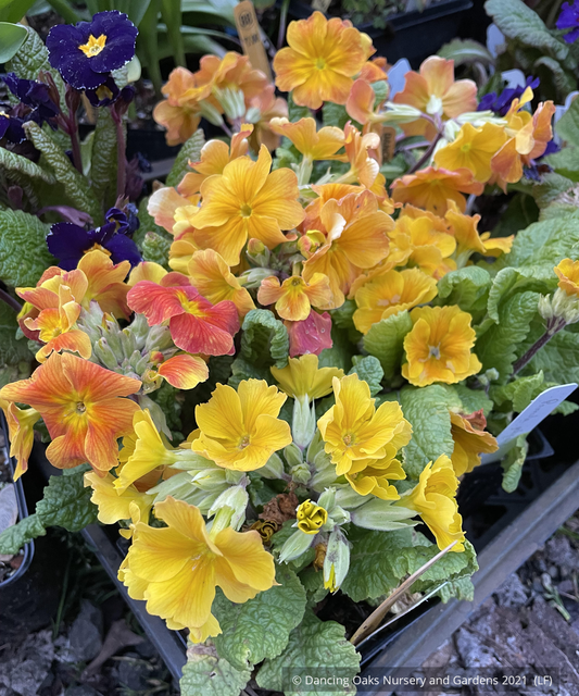 Primula polyanthus 'Tango', Primrose