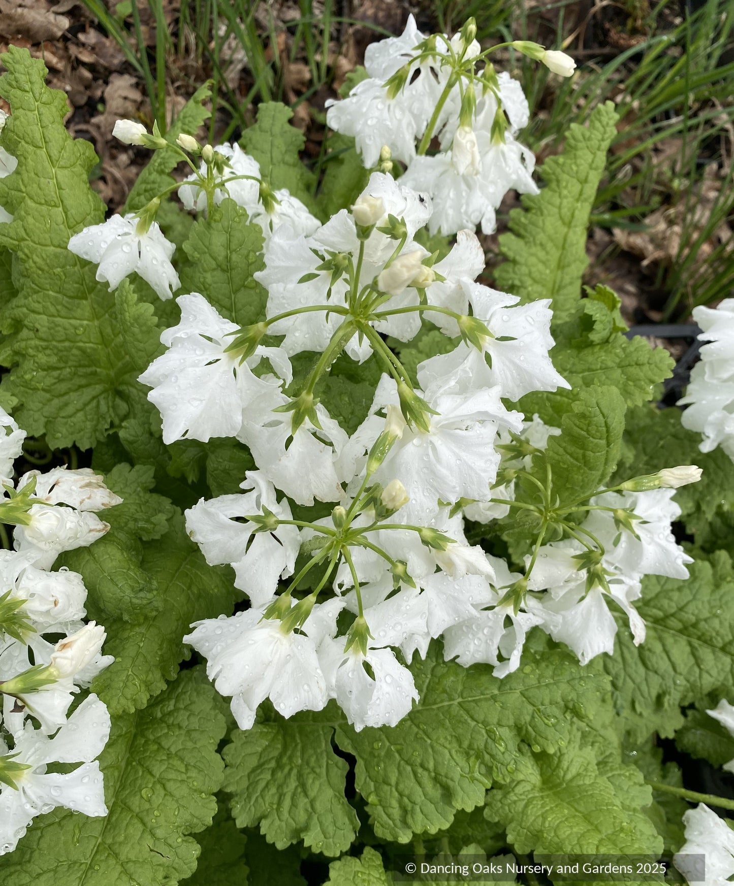 Perennials ~ Primula sieboldii 'Takane-no-yuki', Japanese Primrose ~ Dancing Oaks Nursery and Gardens ~ Retail Nursery ~ Mail Order Nursery
