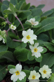 Perennials ~ Primula vulgaris 'Jack-in-Green' Yellow, Primrose ~ Dancing Oaks Nursery and Gardens ~ Retail Nursery ~ Mail Order Nursery