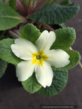 Perennials ~ Primula vulgaris 'Jack-in-Green' Yellow, Primrose ~ Dancing Oaks Nursery and Gardens ~ Retail Nursery ~ Mail Order Nursery