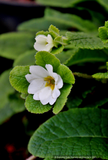 Perennials ~ Primula vulgaris 'Jack-in-Green' Yellow, Primrose ~ Dancing Oaks Nursery and Gardens ~ Retail Nursery ~ Mail Order Nursery