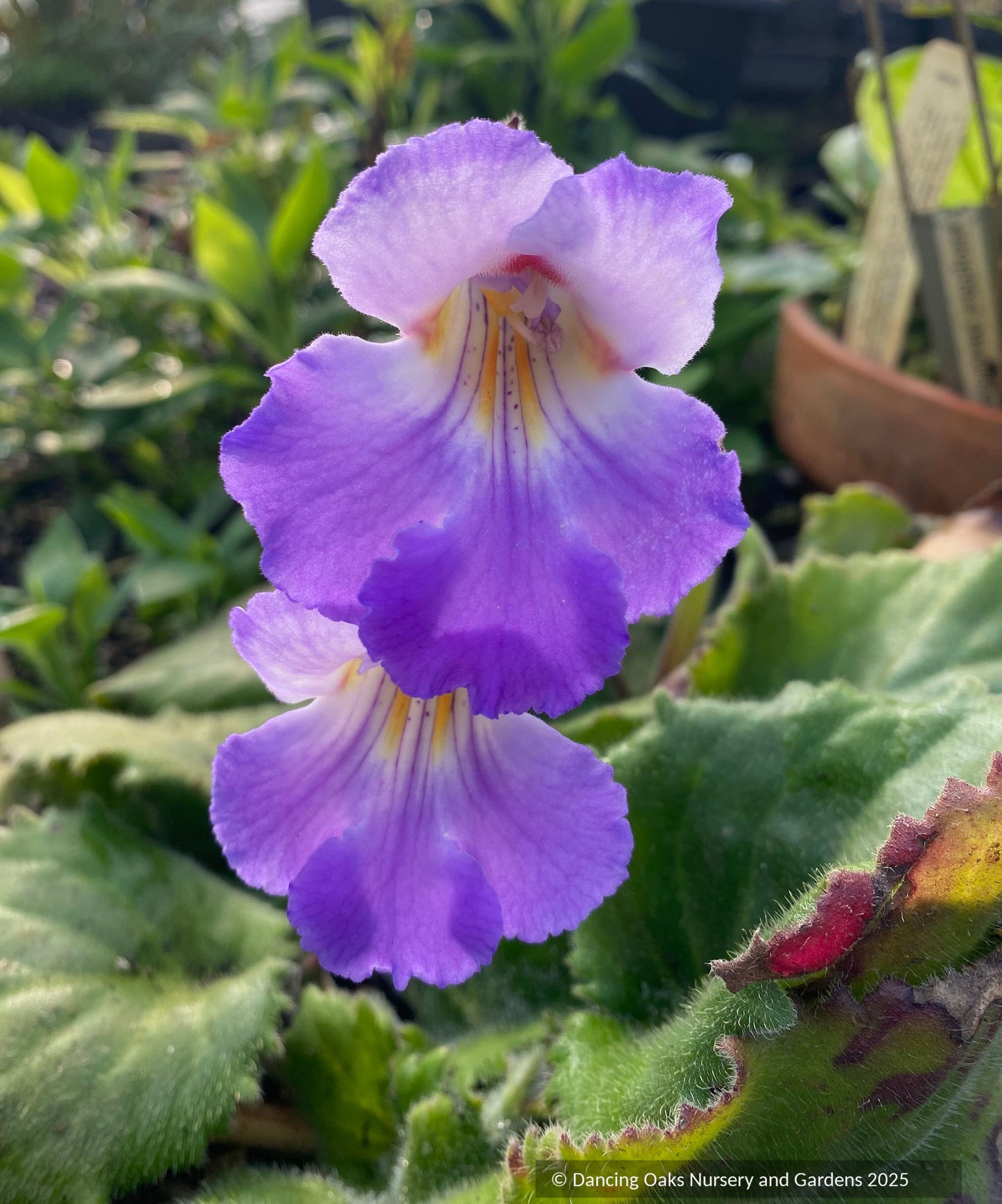 Perennials ~ Primulina ‘Atsuko’ ~ Dancing Oaks Nursery and Gardens ~ Retail Nursery ~ Mail Order Nursery